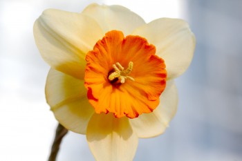 Narcissus 'Limbo'