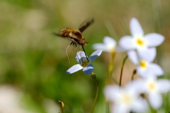 Bee Fly on Bluet