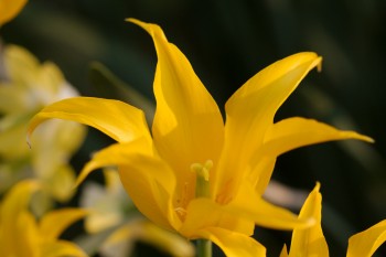 Tulipa acuminata ‘Fireflame Tulip’