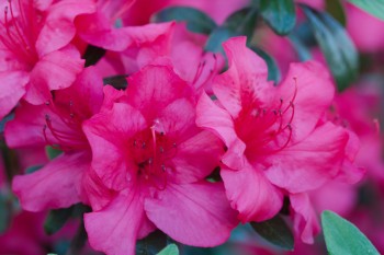 Azalea Flowers