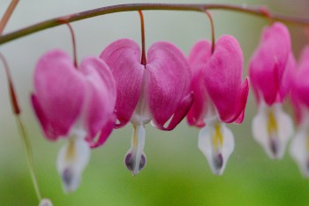 Lamprocapnos spectabilis (Bleeding Heart)