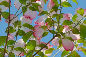 Dogwood Against The Sky