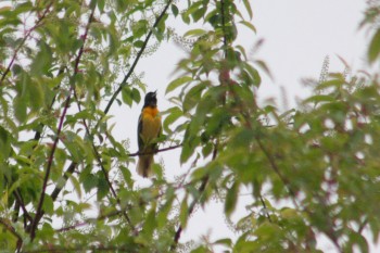 Baltimore Oriole (Icterus galbula)