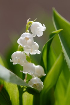 Lily of the Valley (<em>Convallaria majalis</em>)