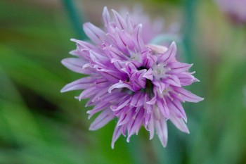 Chives (Allium schoenoprasum)