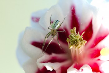 Orchard Orbweaver on Columbine