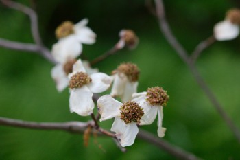 Fading Dogwood Blossoms