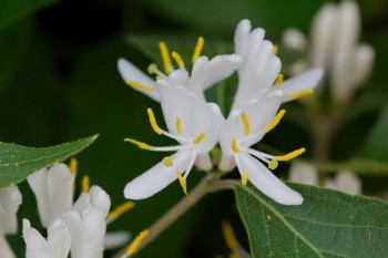 Lonicera maackii (Amur Honeysuckle)