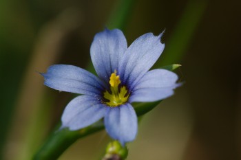 Sisyrinchium angustifolium (Narrow-leaf Blue-eyed Grass)