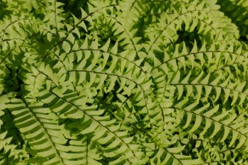 Adiantum pedatum (Northern Maidenhair Fern)