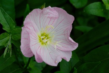 Oenothera speciosa (Pink Evening Primrose)