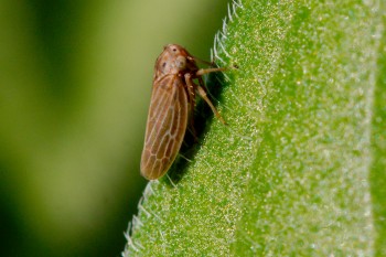 Agallia constricta (Constricted Leafhopper)