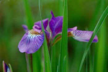 Iris ‘Eric the Red’