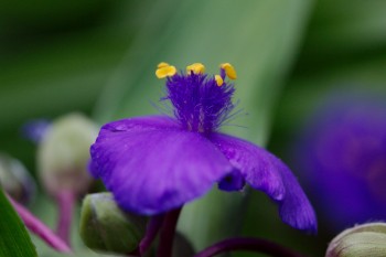 <em>Tradescantia</em> (Spiderwort)