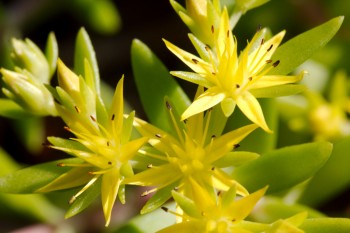 Sedum (Stonecrop)