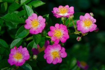 <em>Rosa multiflora</em>