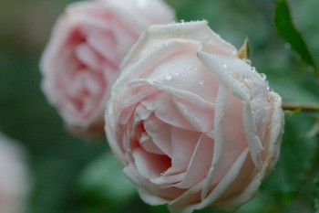 Rose 'New Dawn'