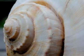 Whelk Shell