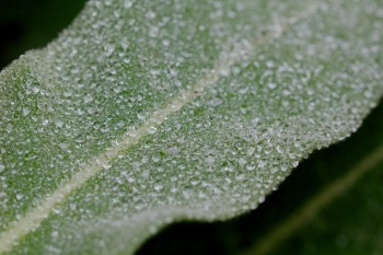 Water Droplets on Verbascum
