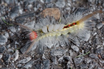 Orgyia leucostigma (White-marked Tussock Moth)