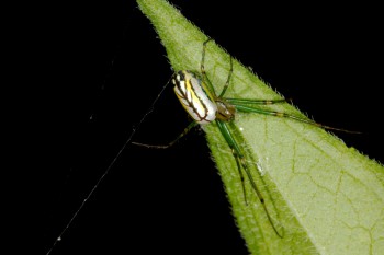 Leucauge venusta (Orchard Orbweaver)