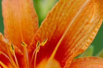 Day Lily