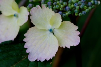 Hydrangea ‘Big Smile’