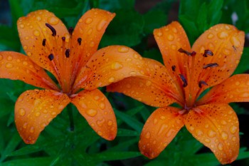 Asiatic Lilies