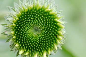 Echinacea (Coneflower)