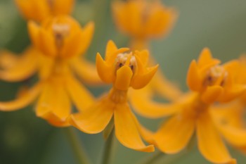 Asclepias Tuberosa (Butterfly Weed)