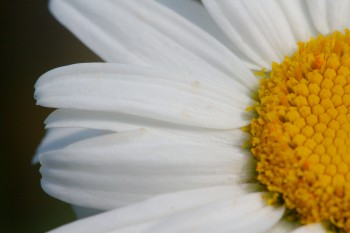 Common Daisy (Bellis perennis)