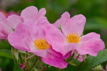 Rosa setigera (Prairie Rose)