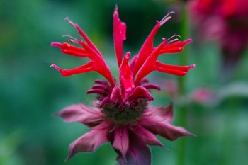 Monarda didyma (Bergamot)