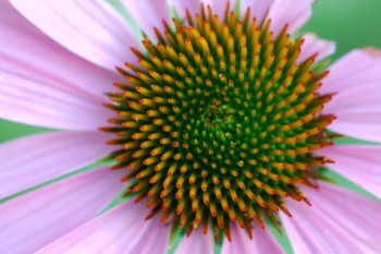 Echinacea (Coneflower) (continued)