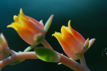 Sedum Flowers