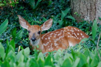 White-tail Deer Fawn