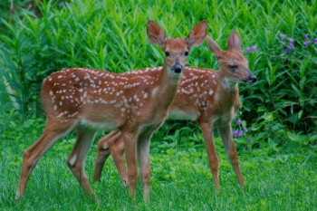 Two Fawns