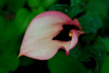 Calla Lily