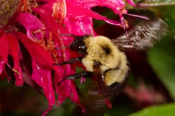 Bumble Bee on Monarda
