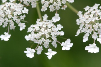 Queen Anne's Lace (Daucus carota)