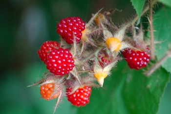 Raspberries