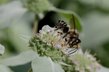 <em>Megachile</em> (Leaf-cutter Bee)