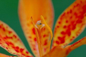 Iris domestica (Blackberry Lily) with Aphid