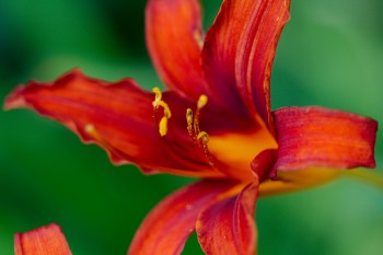 Day Lily