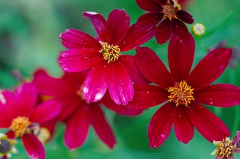 Coreopsis