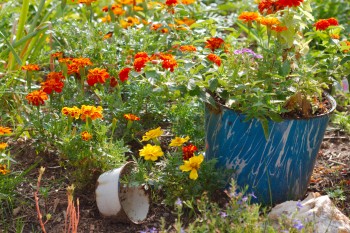 Cathy's Front Garden