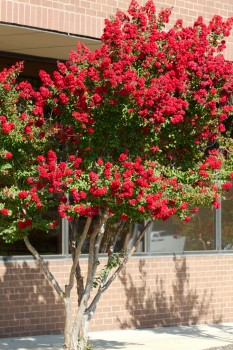 Crape Myrtle (Lagerstroemia indica)