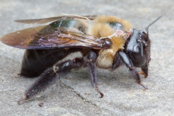 Xylocopa virginica (Eastern Carpenter Bee)
