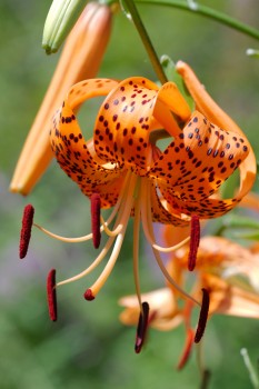 Lilium lancifolium (Tiger Lily)