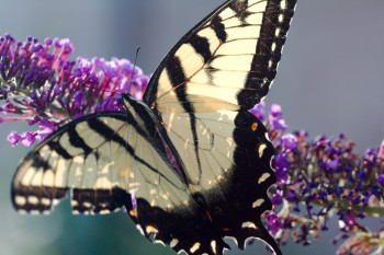 Papilio glaucus (Eastern Tiger Swallowtail)